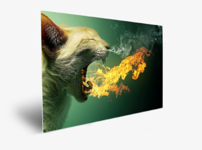 Cute Animal Hairy Amazing Eyes - Cat Yawns, transparent png download
