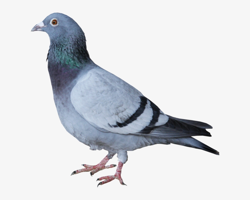 Pigeon - Taube Grau, transparent png download