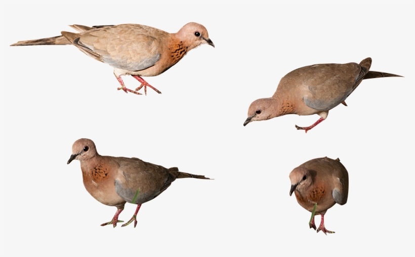 Png Images Pigeon American Mourning Dove Transparent Png 959x638 Free Download On Nicepng