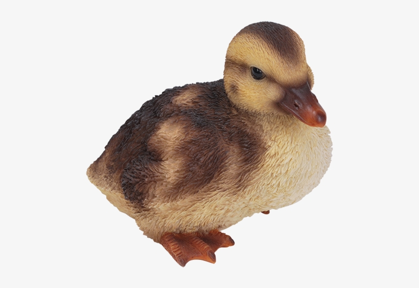 Png Duckling Pluspng - Vivid Arts Duckling, transparent png download