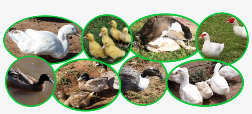 Duck Breeds In Kenya - Many Varieties Of Duck, transparent png download