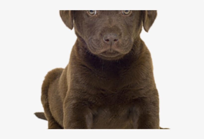 Free On Dumielauxepices Net - Chocolate Lab Puppy Transparent, transparent png download
