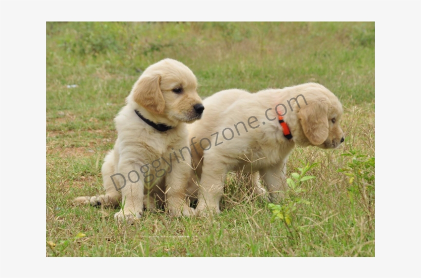 Doggy Info Zone Golden Retriever Puppy - Dog Catches Something, transparent png download