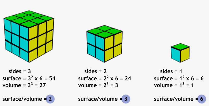 This Is Why Granulated Sugar Dissolves Much Faster - Surface Area To Volume Ratio, transparent png download