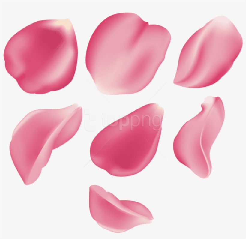 Free Png Download Rose Petal Set Pink Transparent Png - Pink Rose Petal Png, transparent png download
