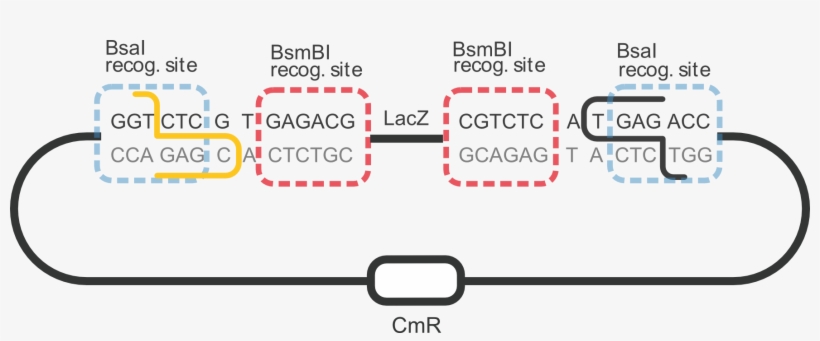 The Coloured Sequences Represent Bsai Restriction Sites - Bsai Bsmbi, transparent png download