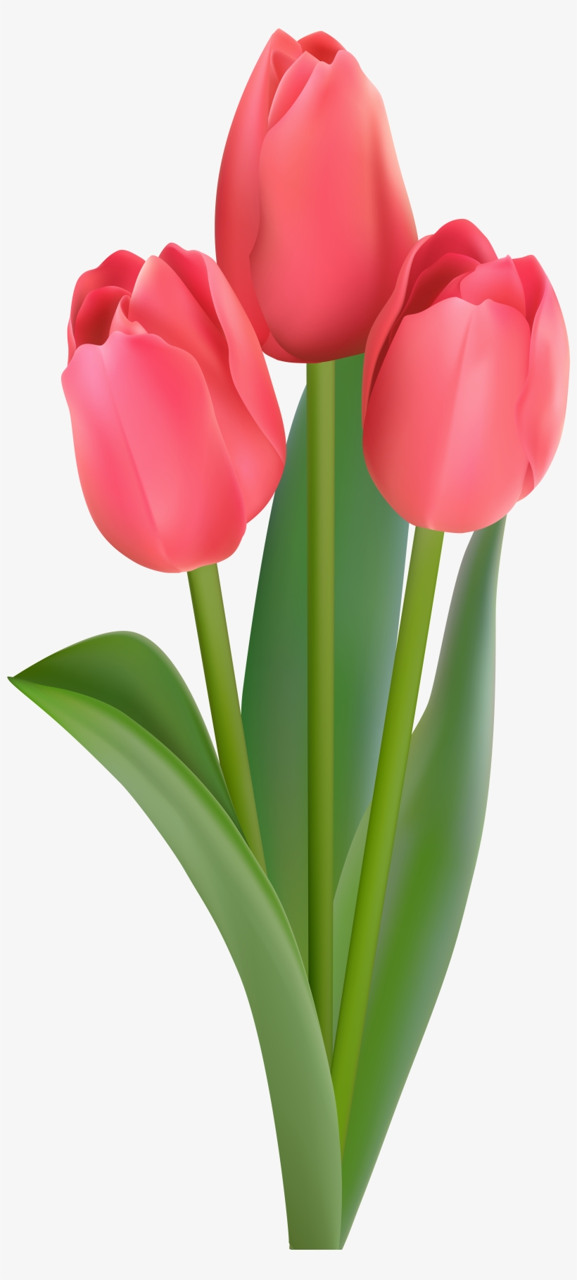 Tulips Transparent Clipart, transparent png download