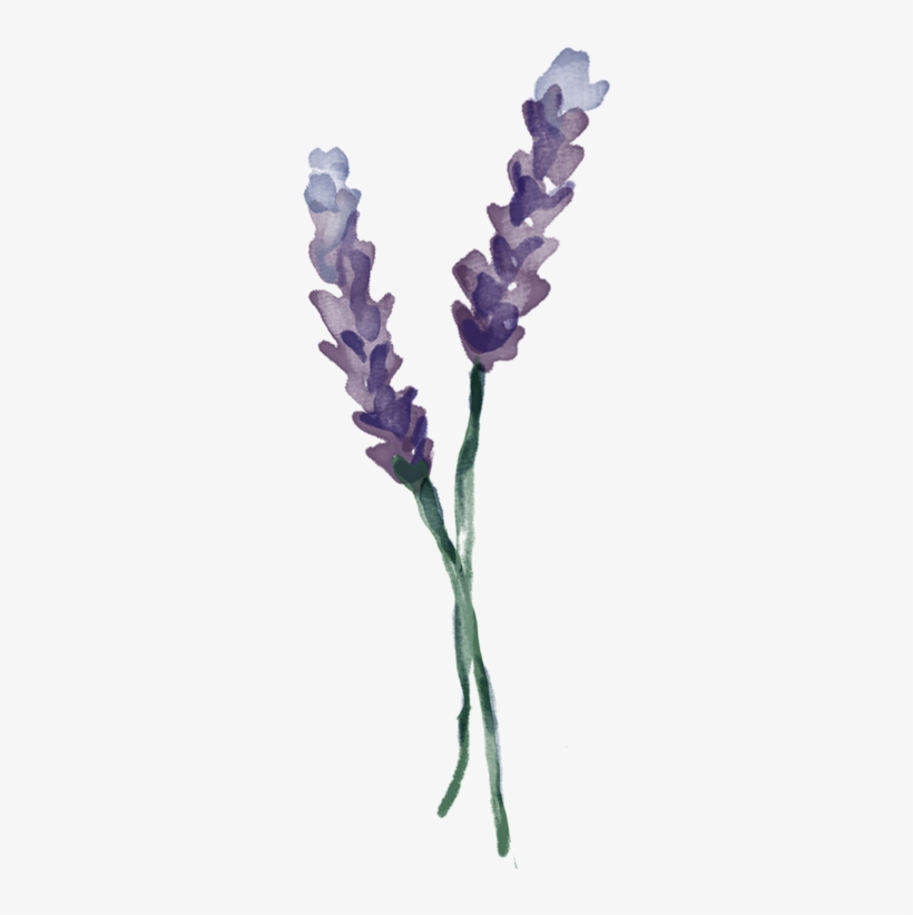 Lavender Vertical - “ - Веточка Лаванды Png, transparent png download