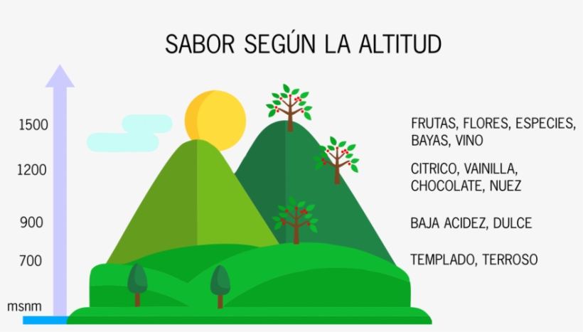 Es Más Fácil Distinguir A La Vista Un Café De Altura - Sabor Por Altitud Cafe, transparent png download