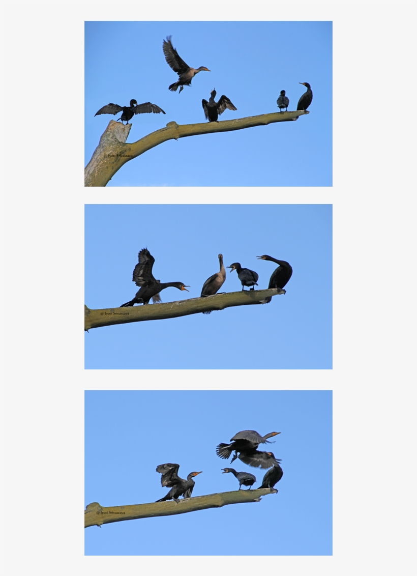 Extreme Sport, transparent png download