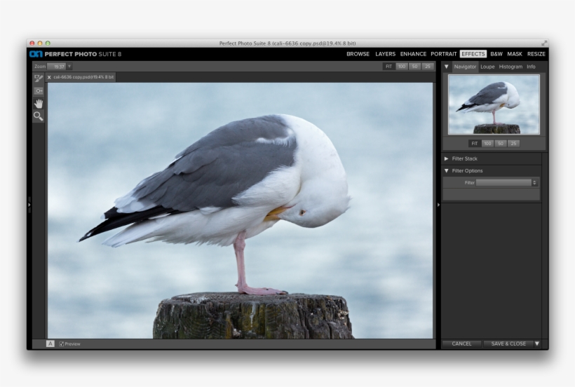 How Do I Apply Textures Using Perfect Effects - Great Black-backed Gull, transparent png download