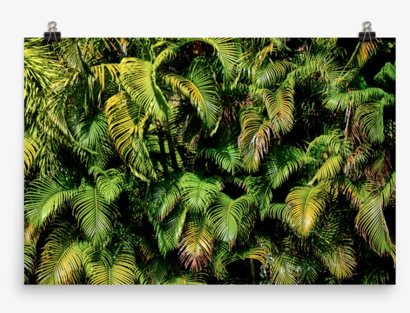 Palmas Mockup Transparent Transparent, transparent png download