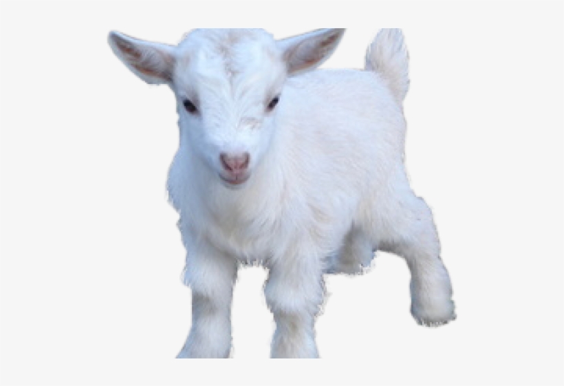 Goat Png Transparent Images - Goat Png, transparent png download