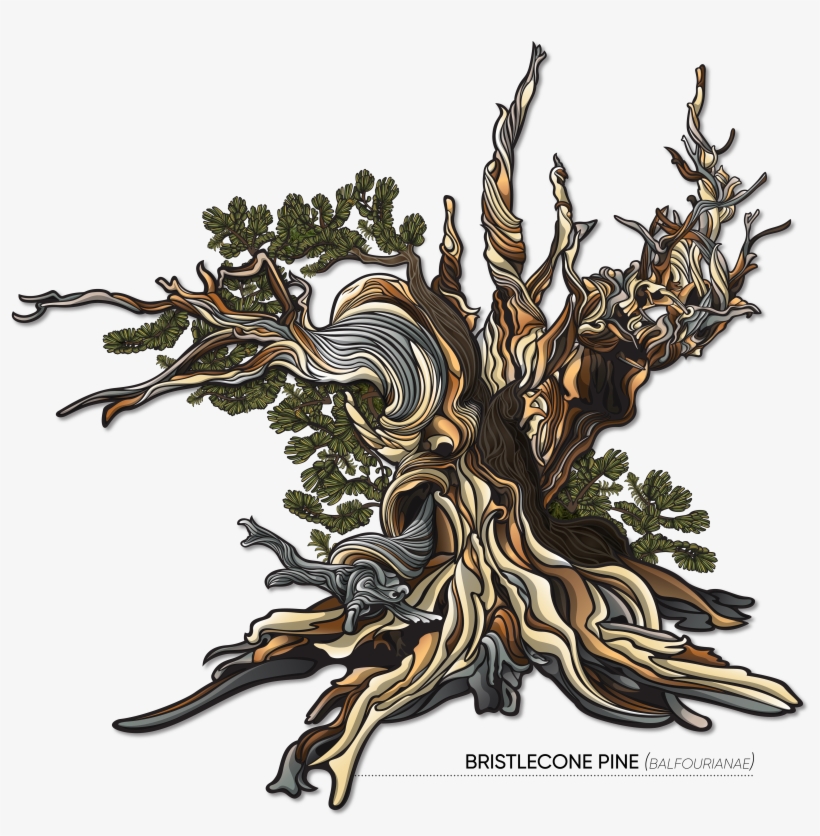 Clip Free Stock Illustration Jamie Ferguson Click To - Library, transparent png download