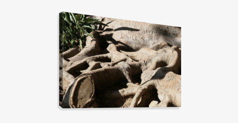 Signed Tree Roots Canvas Print - Canvas Print, transparent png download