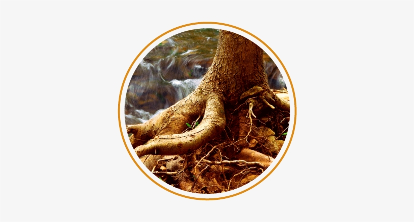 Exposed Tree Roots - Read The Word By Matthew Tague 9781606476338 (paperback), transparent png download
