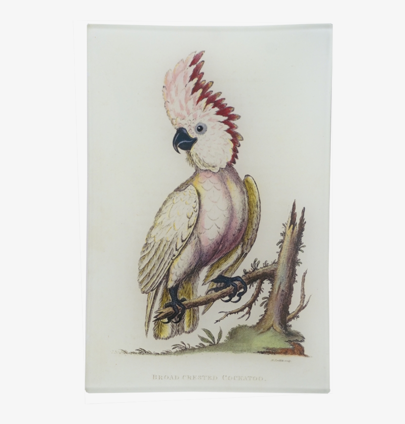 Vector Black And White Stock Birds Broad Crested John - Drawing, transparent png download