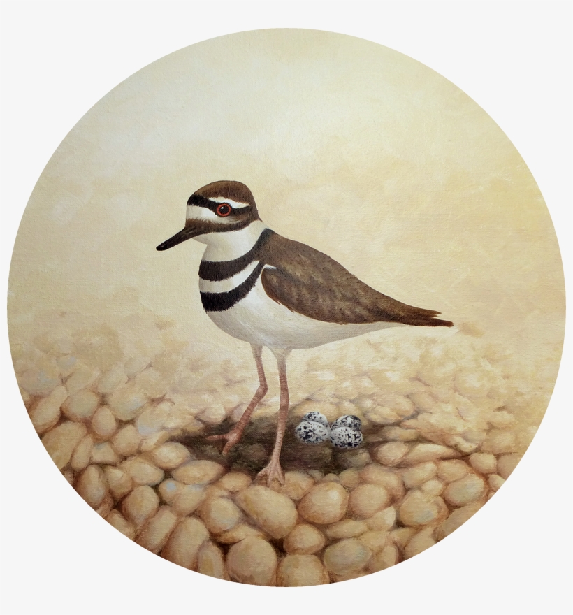 Kingsport Carousel Bird - Killdeer, transparent png download