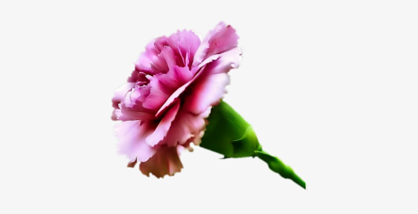 Carnation Pink-lg - Carnation Flower, transparent png download