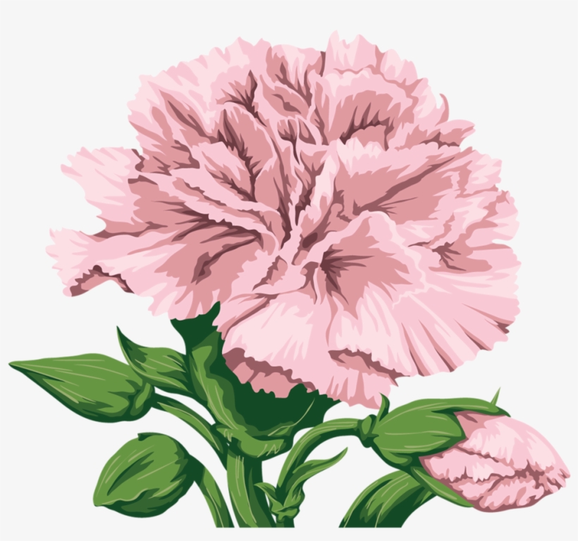 Фото, Автор Soloveika На Яндекс - Transparent Pink Carnation Clip Art, transparent png download