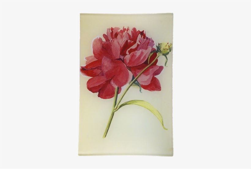 Peony 3 Peony - Peony, transparent png download