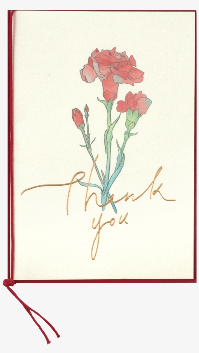 Download Watercolor Carnation - Garden Roses - HD Transparent PNG