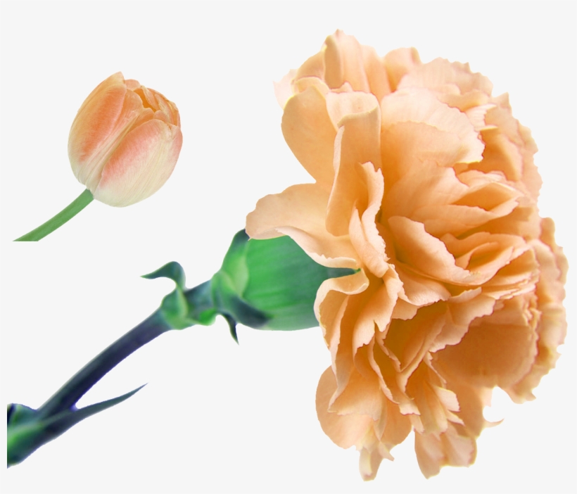 Clip Freeuse Download Flower Bouquet Floristry Artificial - Carnation Flower, transparent png download