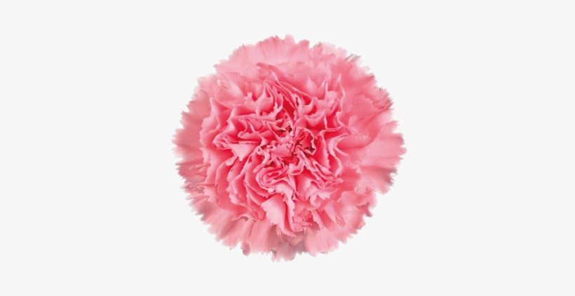 Ambrose - Carnation Ambrose, transparent png download