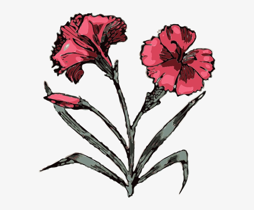 How To Set Use Carnation Illustration With Color Svg, transparent png download