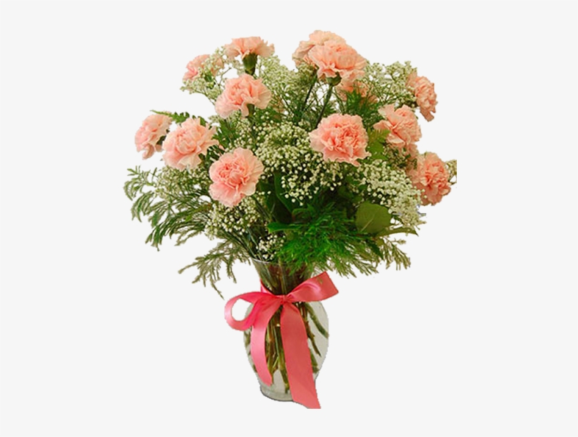 Carnation Favorite - Florida, transparent png download