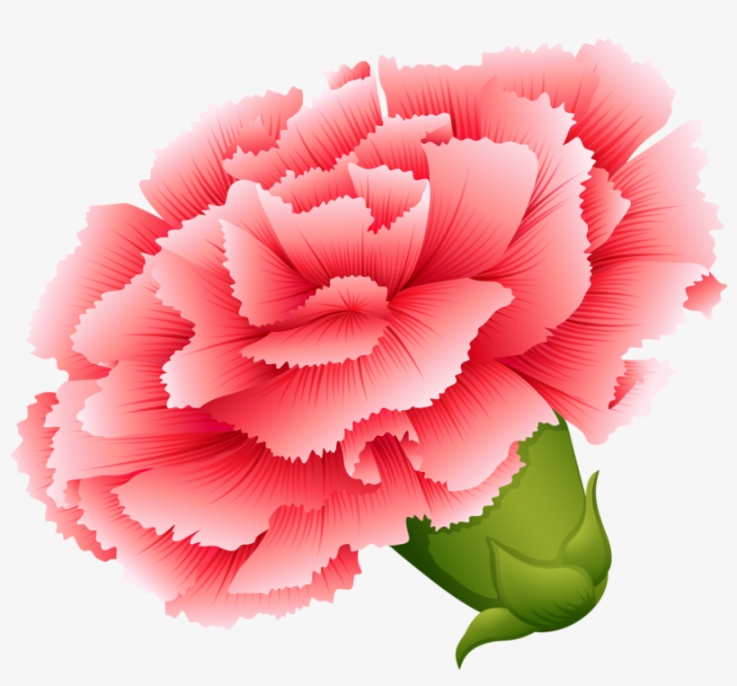Vector Transparent Download Png Button Flowers And - Carnation Flower Illustration, transparent png download