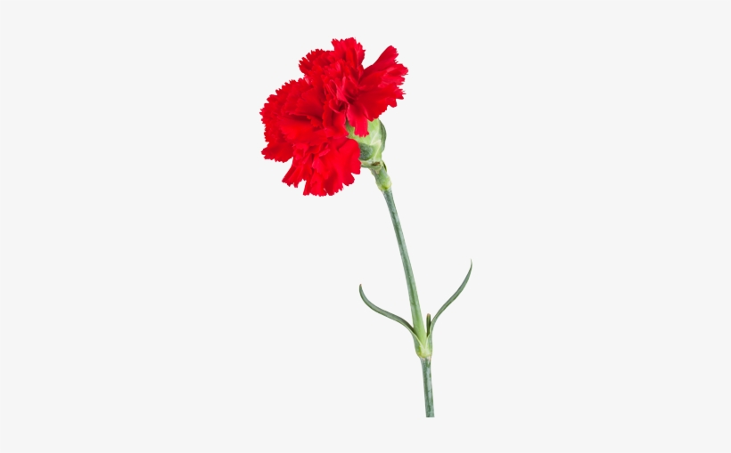 1st Wedding Anniversary Carnation - Clavel Con Fondo Blanco, transparent png download