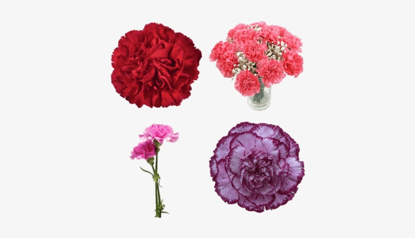 Carnation Blue Copernico, transparent png download