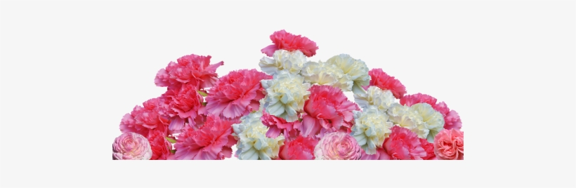 Pink,schnittblume,plant - Cloves Flowers, transparent png download