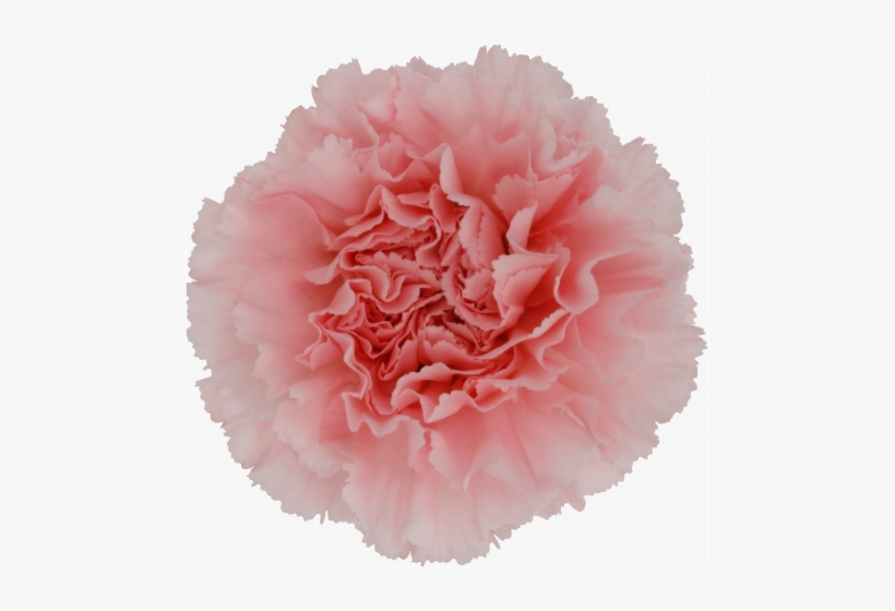 Carnations Doncel - Pink, transparent png download