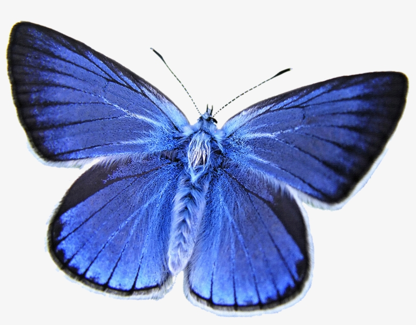 Vibrant Butterflies: Our Favorite Visitors To Flowers, transparent png download