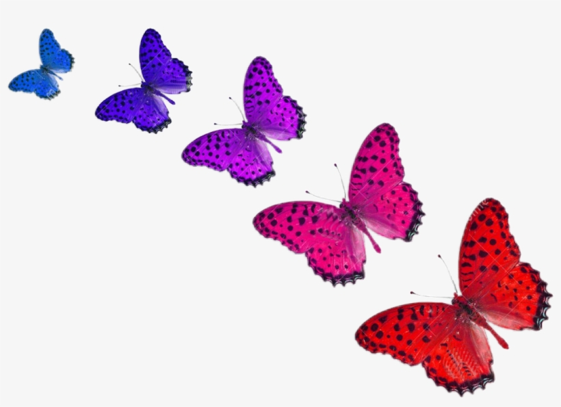 Report Abuse - Cinco Mariposas, transparent png download