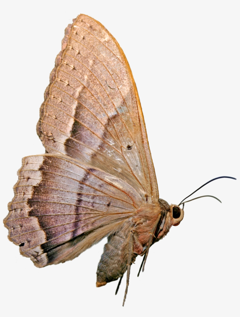 Mariposa Nocturna - Mariposas Nocturnas Png, transparent png download