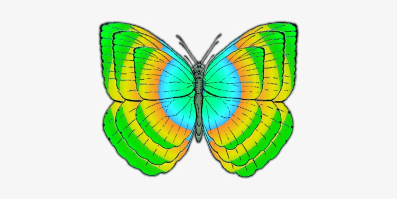 Butterfly, transparent png download