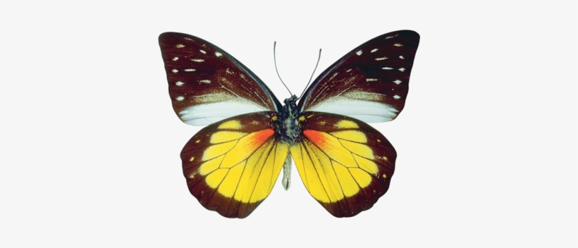 Imágenes Para Photoscape, Photoshop Y Gimp De Animales - Gif Mariposas Photoshop, transparent png download