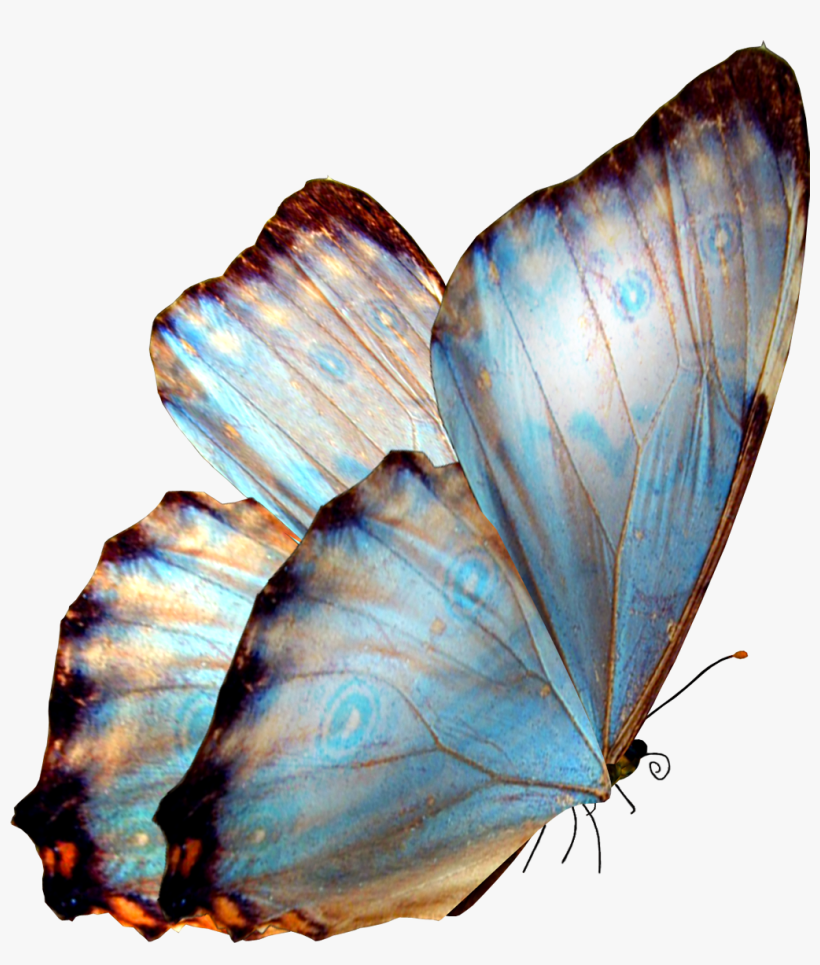 La Lengua De Las Mariposas - Butterflies Png, transparent png download