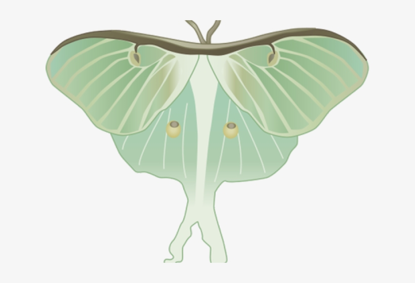 Luna Moth Clipart Transparent - Luna Moth Png, transparent png download