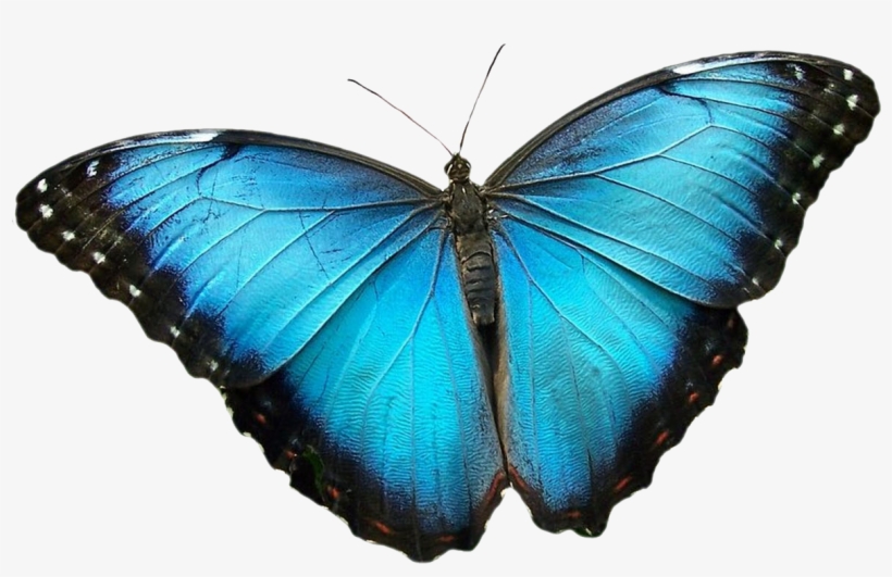 Christine Estrella Through Soul Family - Mariposa Morfo Png, transparent png download