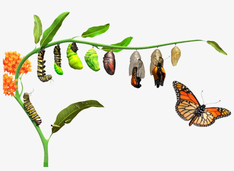 Caterpillar Turning Into Butterfly, transparent png download