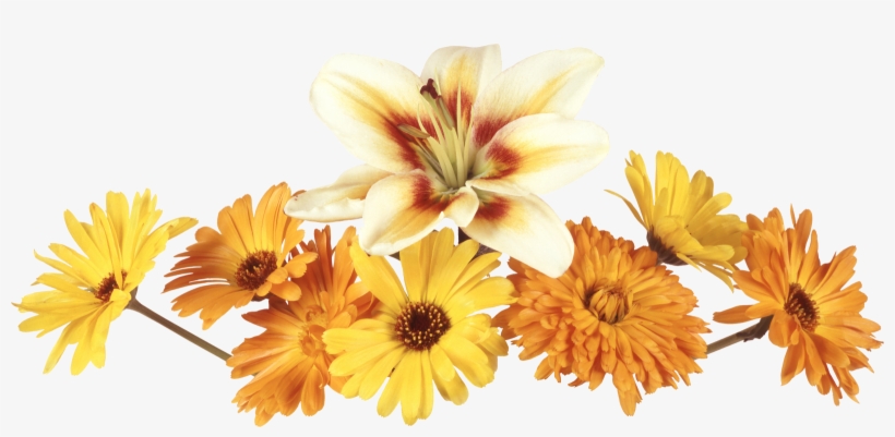 Mariposas Buscar Con Google - Картинки Не За, transparent png download