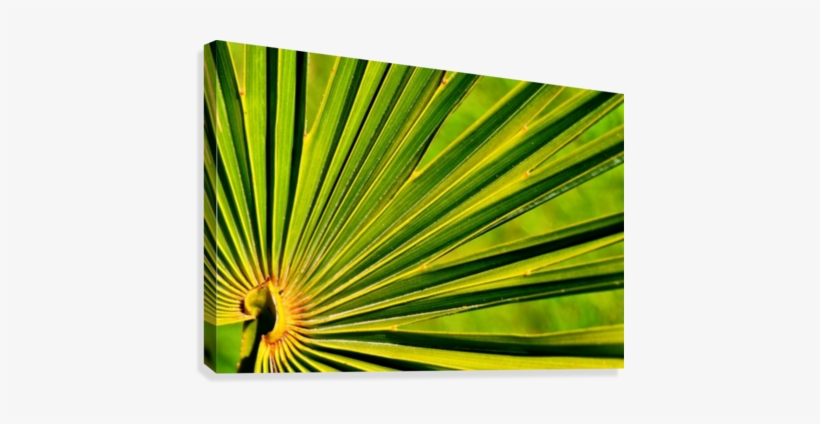 Palm-tree Leaf 1 Canvas Print - Saw Palmetto, transparent png download