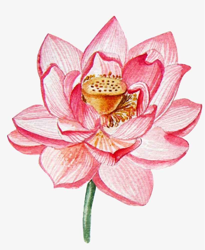 Sacred Lotus, transparent png download