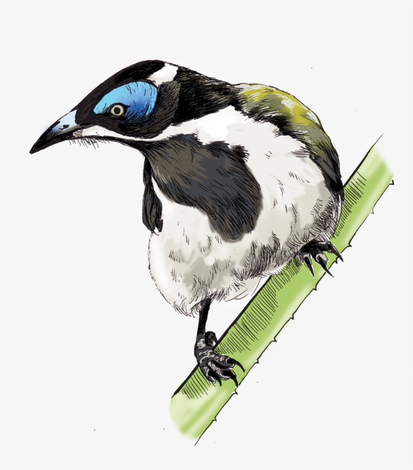 Illustrations For Any Media - European Swallow, transparent png download
