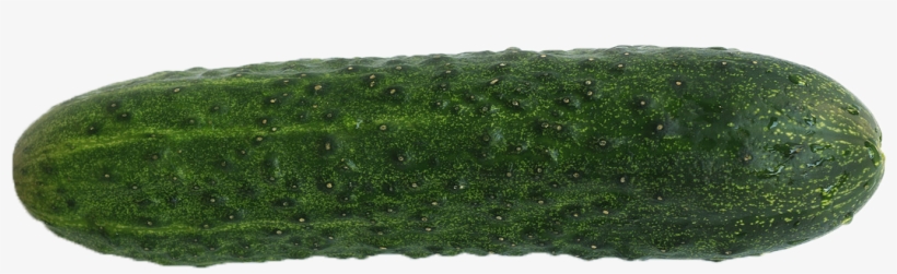 Single Cucumber Transparent Background Png - Cucumber, transparent png download