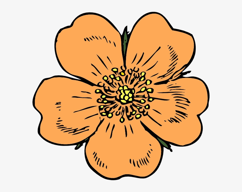 Salmon Watercolor Star Clipart Commercial Use Clip - Peach Blossom Clip Art, transparent png download